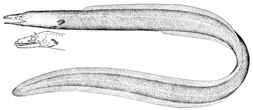 Ilyophis blachei_01.jpg